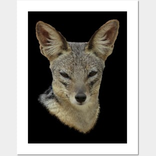 Jackal - wild dog - dog in Africa Posters and Art